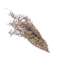 Asparagus csokor 55 cm