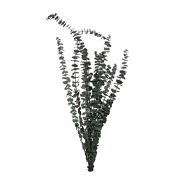 Szárazvirág eukaliptusz csokor 64 cm
