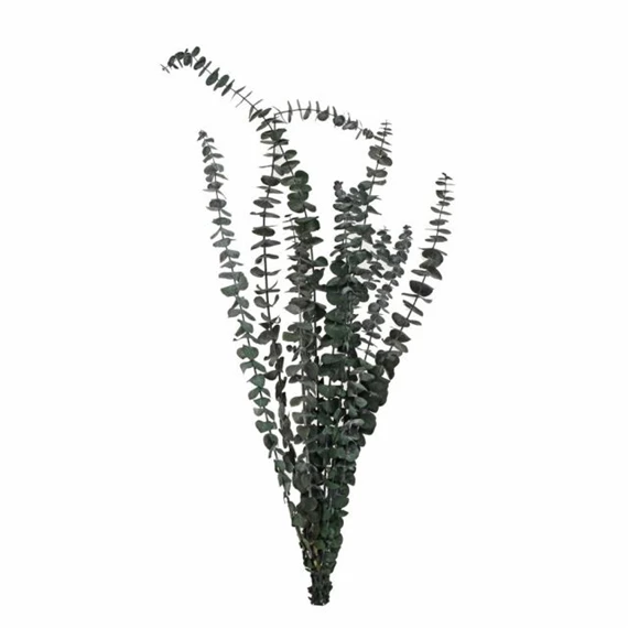 Szárazvirág eukaliptusz csokor 64 cm