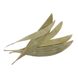 Eukaliptusz levél szárított