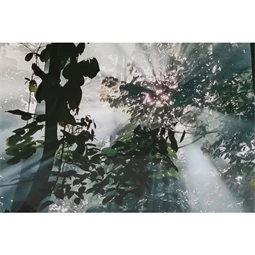 Kép edzett üveg, erdő 150x0,4x100 cm