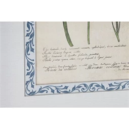 Kép keretes, botanikus 40x2,5x50 cm 4 féle