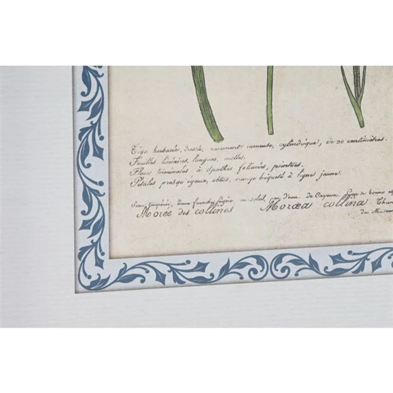 Kép keretes, botanikus 40x2,5x50 cm 4 féle