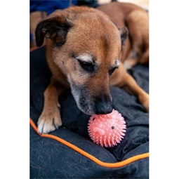 Malaclabda kutyajáték, rózsaszín