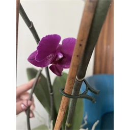 Növénykapocs 16x25 mm x 2 cm S/40