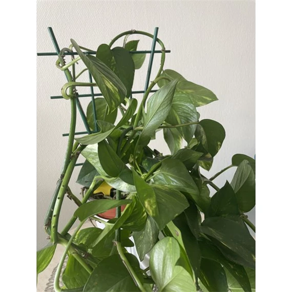 Növénytámasz viráglétra 37 cm