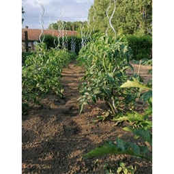 Növénytámasz paradicsomhoz, spirál alakú 0,7 cm x 1,8 m