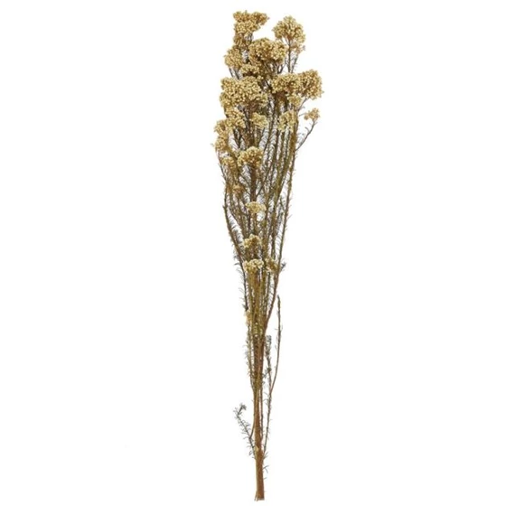 Szárazvirág Ozothamnus csokor 70 cm