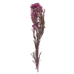 Szárazvirág Ozothamnus csokor 70 cm