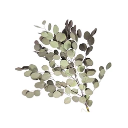 Populus ág szárított 55 cm