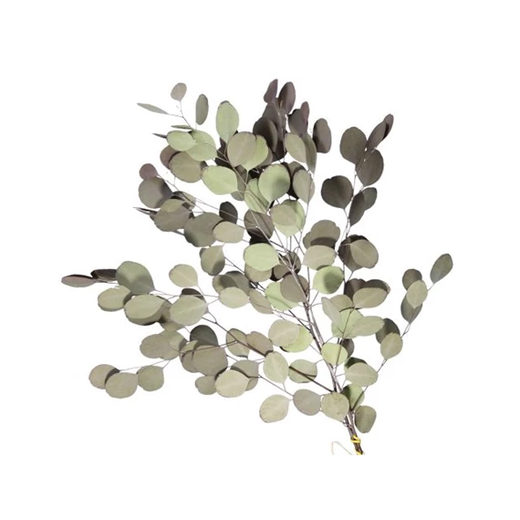 Populus ág szárított 55 cm