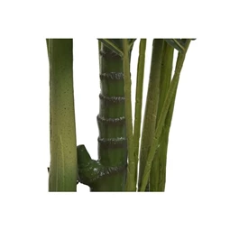 Seleymvirág areca cserepes 100x100x220 cm