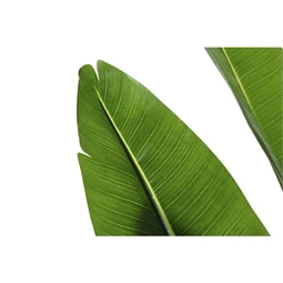 Seleymvirág strelitzia cserepes 100x100x210 cm