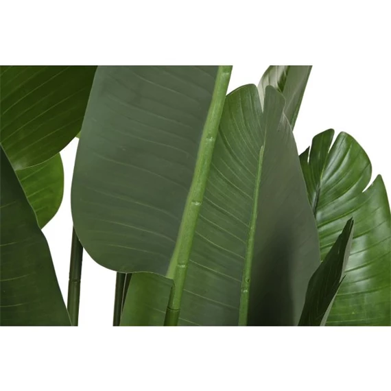 Seleymvirág strelitzia cserepes 100x100x210 cm