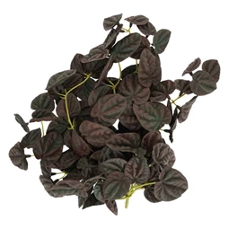 Selyemvirág futó Peperomia 35 cm
