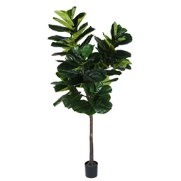 Selyemvirág lantlevelű fikusz cserepes 210 cm