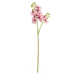 Selyemvirág lepkeorchidea 60 cm