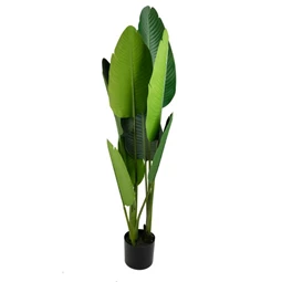 Selyemvirág Strelitzia cserepes 120 cm