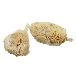 Napraforgófej szárított S/10