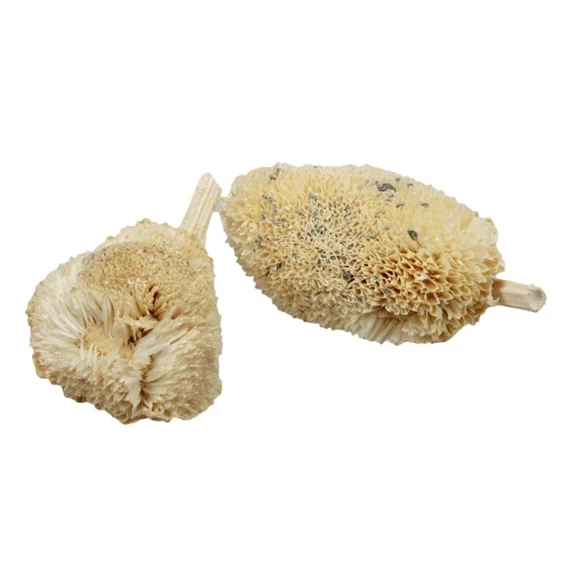 Napraforgófej szárított S/10