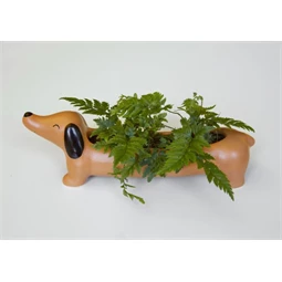 Kaspó tacskó formájú