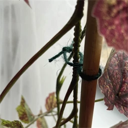 Zsineg, természetes 50 m