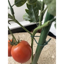 Zsineg, természetes 50 m